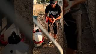 Chicken Hypnosis