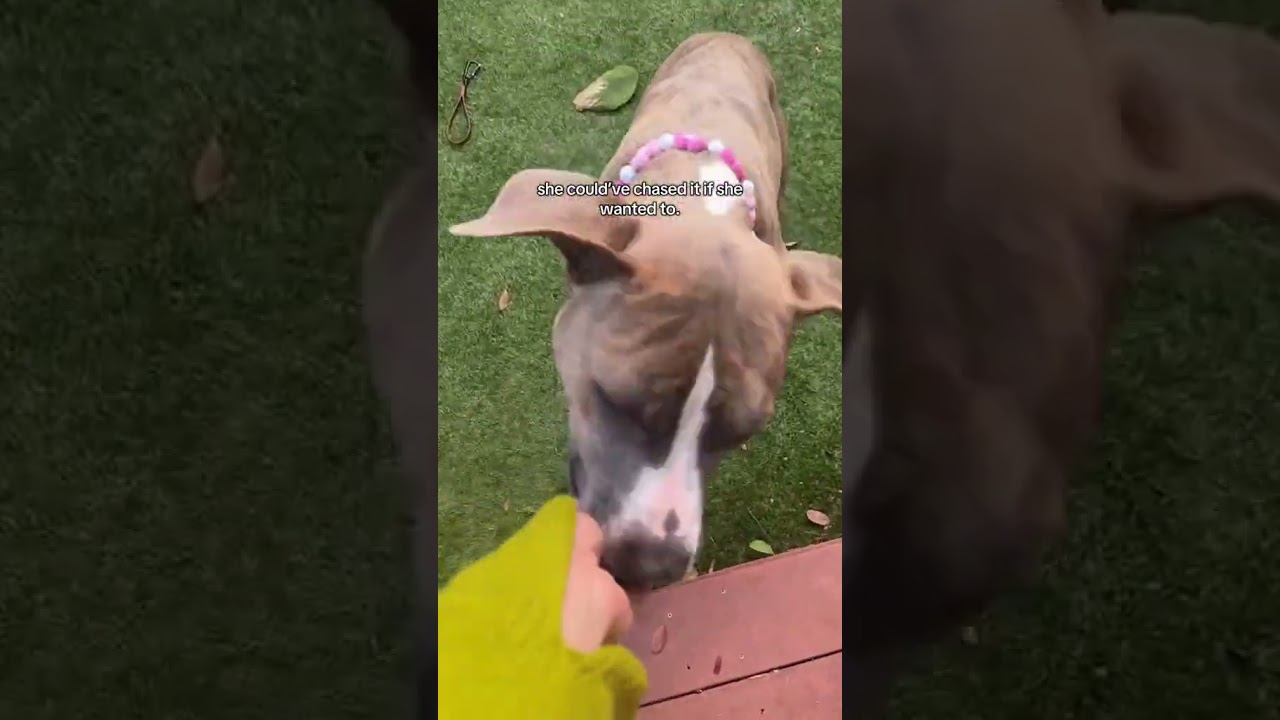 How To Get Your Dog To Stop Chasing Squirrels