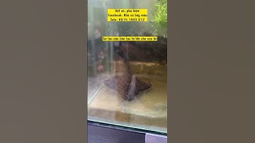 Có nên nuôi cá lau kính da beo chung với cá bảy màu?#guppy #nhacabaymau #ca7mau #cabaymau