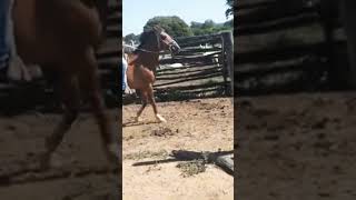 Cavalo em Minas!