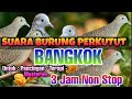 Masteran Burung Perkutut Gacor || Suara Burung Perkutut Bangkok