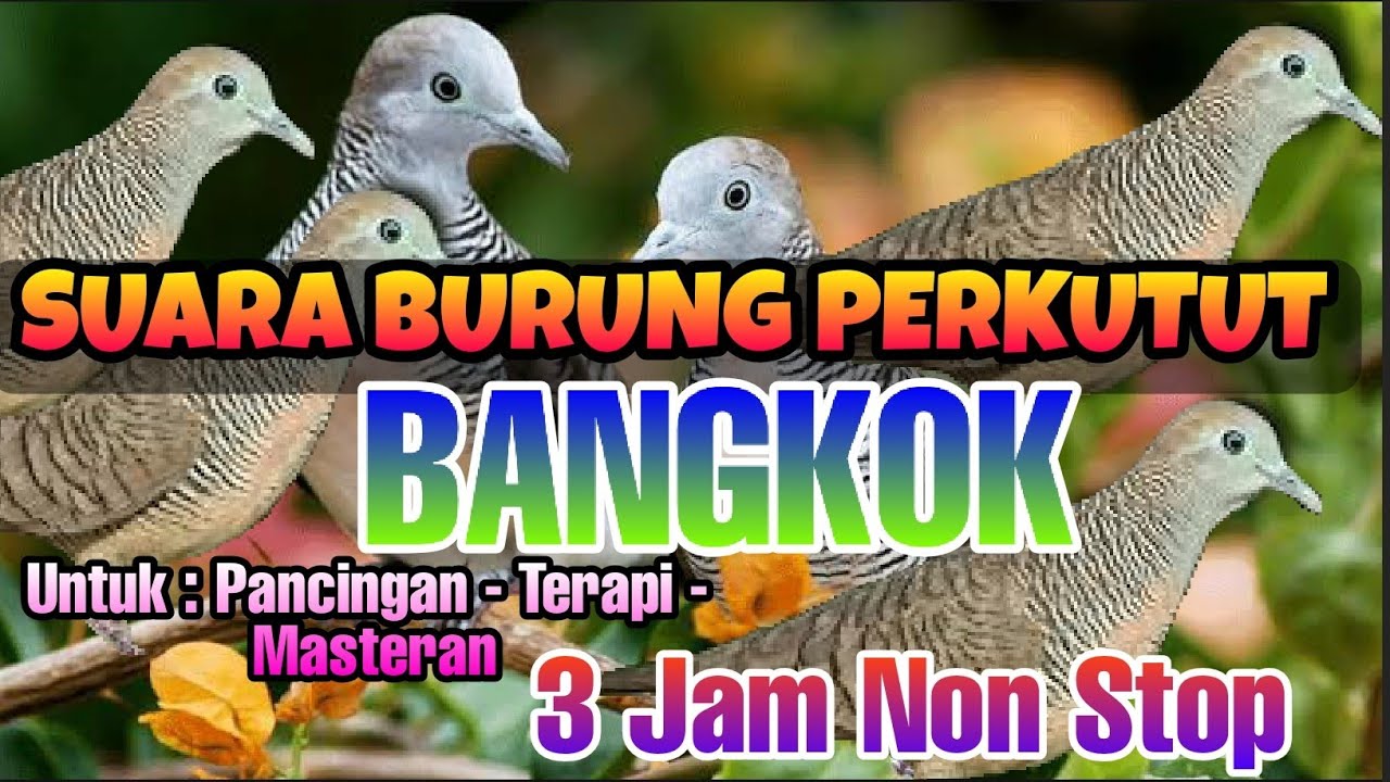 Masteran Burung Perkutut Gacor || Suara Burung Perkutut Bangkok
