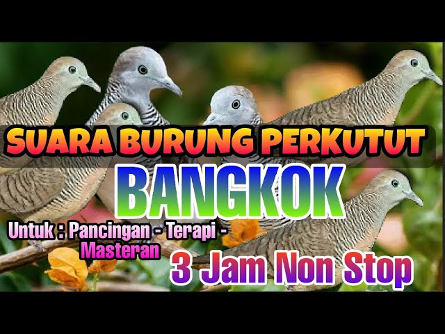 Masteran Burung Perkutut Gacor || Suara Burung Perkutut Bangkok class=