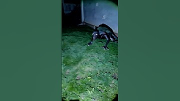 Florida Aliens Caught on Camera