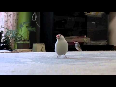 Java Finch 桜文鳥 白文鳥リビングピョンピョン 文鳥動画