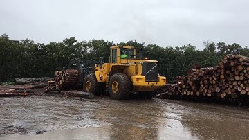 Log Packing in the rain into shipping containers