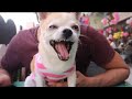 My Tiny Angry Chihuahua Attacking Bigger Dogs in Jealousy  | SS vlogs :-)