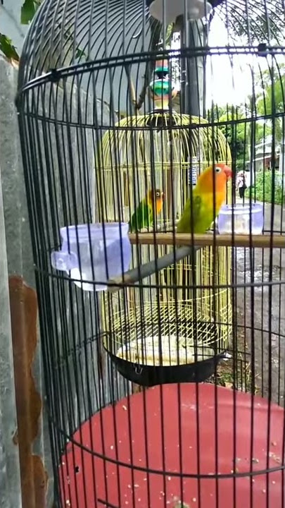 Lovebird andromeda Mr Wi2t