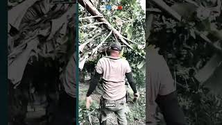 Traditional banana harvesting technique that still work perfectly