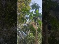 papayafarming #papayafruit #papaya #shorts #satisfying #gardening #garden #trendingshorts #fruit