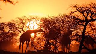 Froehlicher Spaziergang.mp4