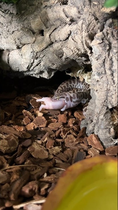 Smallest python in the world ! Children's python (Antaresia childreni ...
