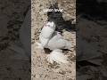aggressive lotion male pigeon#birds #viral #trending#fancy kabotar #fancy pigeon#kabutar#fancypigeon
