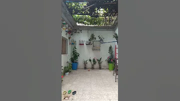 محمية طيور بسيطة في المنزل A Simple Bird Sanctuary At Home 