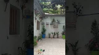 محمية طيور بسيطة في المنزل🐦🐥🐣A simple bird sanctuary at home screenshot 1