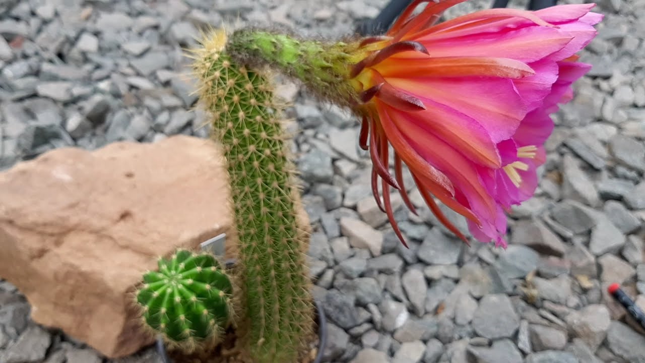 Trichocereus FLYING DRAGON (HUGE Flowers!) - Cactus Jerk S1E499