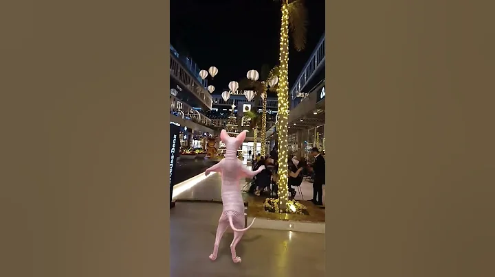 Watch the video about #sphynx cat #funny #cat #catlovercatlover #sphynxfamily #lovely #lol