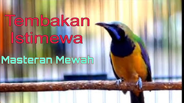 Masteran Handal Cucak Cungkok Isian Mewah