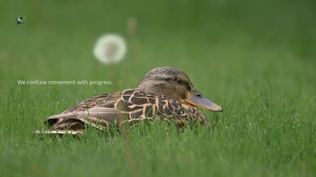 The Secret Power of Doing Nothing – Mallard Wisdom 