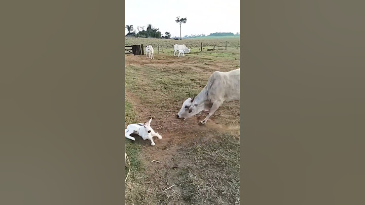 Mother protecting baby calf #cow #calf #nature #sapi #inek #pecuaria #ganadería #caballos #shorts
