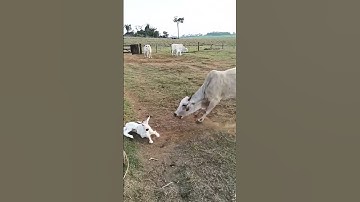 Ibu melindungi bayi anak sapi #sapi #betis #alam #sapi #inek #pecuaria #ganadería #caballos #shorts