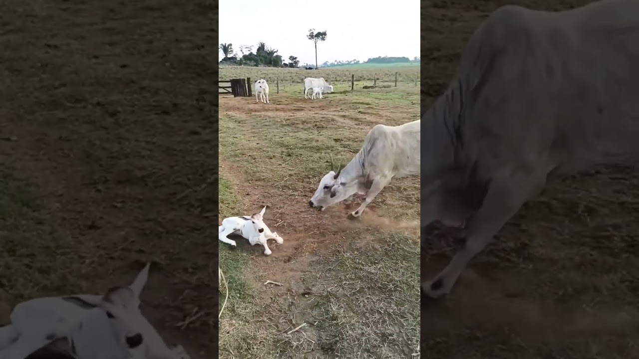 Mother protecting baby calf #cow #calf #nature #sapi #inek #pecuaria #ganader&iacute;a #caballos #shorts