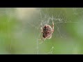 Spider Eating a Meal