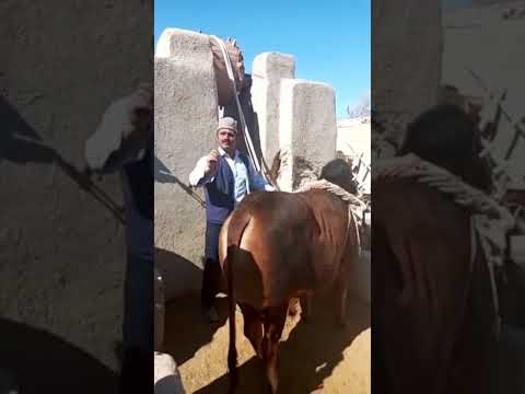 از سختی ها و مشقت گذشته تا نمایشی امروزی کویر ورزنه گاو چاه ورزنه کشاورزی قدیمی رنج توریست