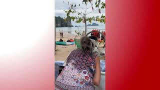 Monkey Tries to Reach Into Woman's Bag While Perched on Her Shoulder - 1766418
