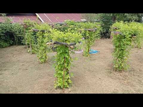 วีดีโอ: การดูแลพืชอัญชัน - การปลูกเถาวัลย์อัญชันในสวน