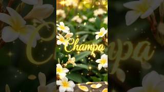 Champa Name Meaning | Origin &amp; Facts 🌼 | Trending Girl Name Champa | C Letter Name Champa