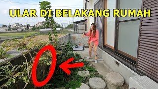 Omg Ada Ular Di Belakang Rumah