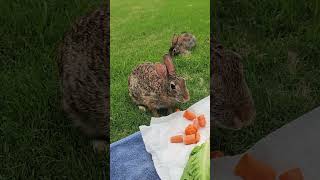 Backyard Bunny Whisperer