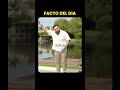 FACTO DEL DIA