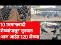 बंदिस्त उस्मानाबादी शेळीपालन यशोगाथा,10 शेळ्यांच्या 2 वर्षात 120 शेळ्या, Goat farming story