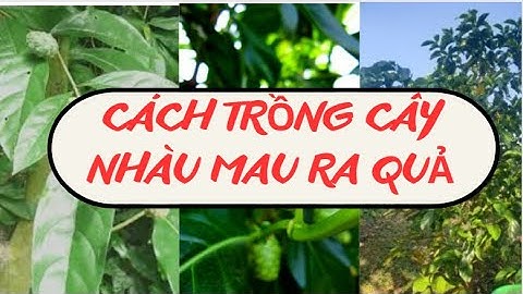 Cách trồng cây Nhàu_bán cây Nhàu giống, hạt Nhàu giống_Zalo 0973 765 730