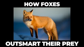 You Won’t Believe How Foxes Outsmart Their Prey!