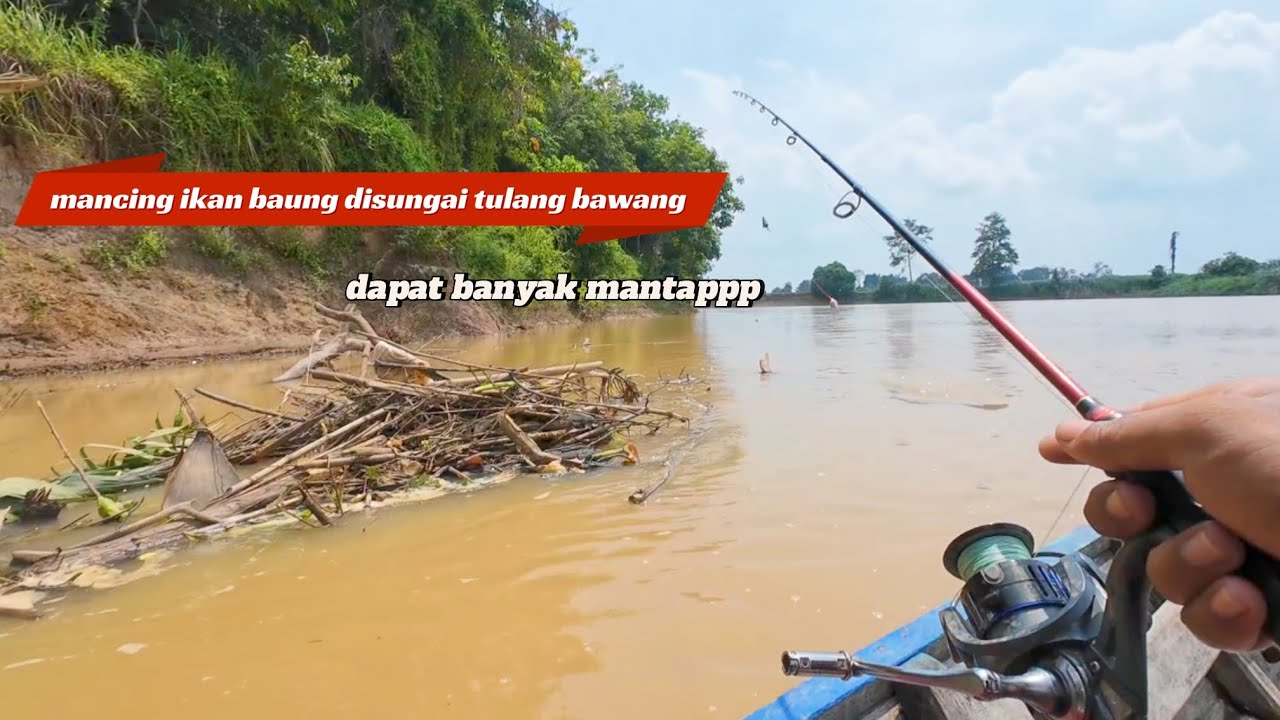 Mancing ikan baung disungai pedalaman lampung  dapat banyak mantap 