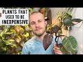 Expensive Houseplants That Used To Be Inexpensive