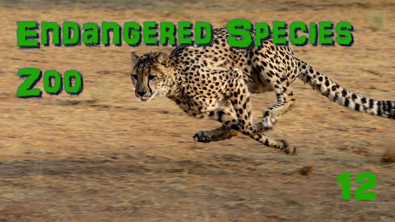 Endangered Species Zoo | Part 12: Cheetahs - Zoo Tycoon 2 - YouTube