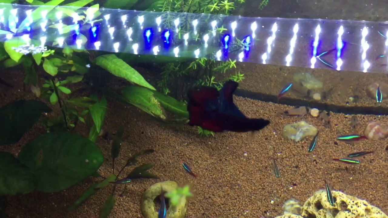 Poisson Combattant Youtube