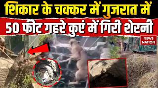 Gujarat के Amreli में शिकार के चक्कर में 50 Feet गहरे कुएं में गिरी शेरनी, Rescue Operation | Lion