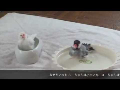 文鳥動画 Java sparrow 白文鳥桜文鳥ズ 二人で一緒に水浴び