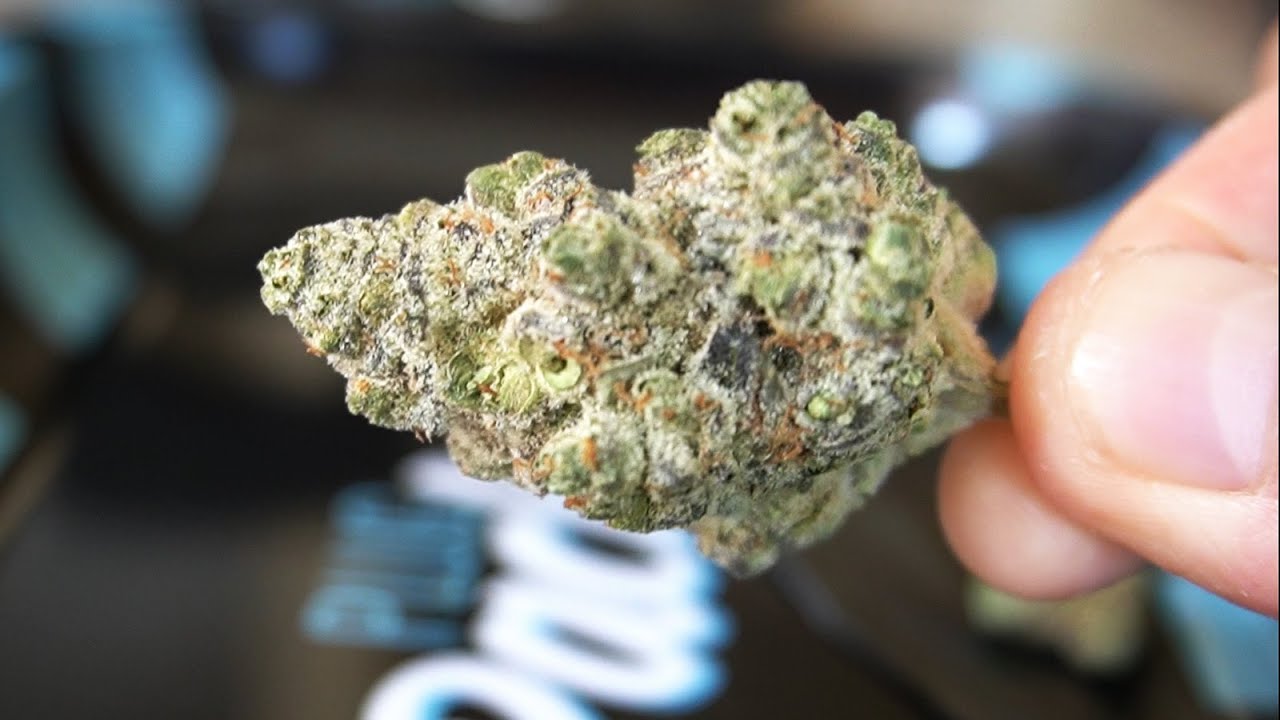 Trying FLOWER from PLUG PLAY