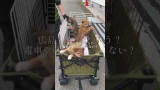 日本の法律で決まっている、犬猫の殺処分　：里親募集中のワンコ #Shorts #保護犬 #里親募集 #殺処分 #犬 #譲渡 #dog #ピースワンコ #譲渡センター #野犬 #飼育放棄