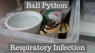 Does My Ball Python Have A Respiratory Infection? - Benjamin's Exotics