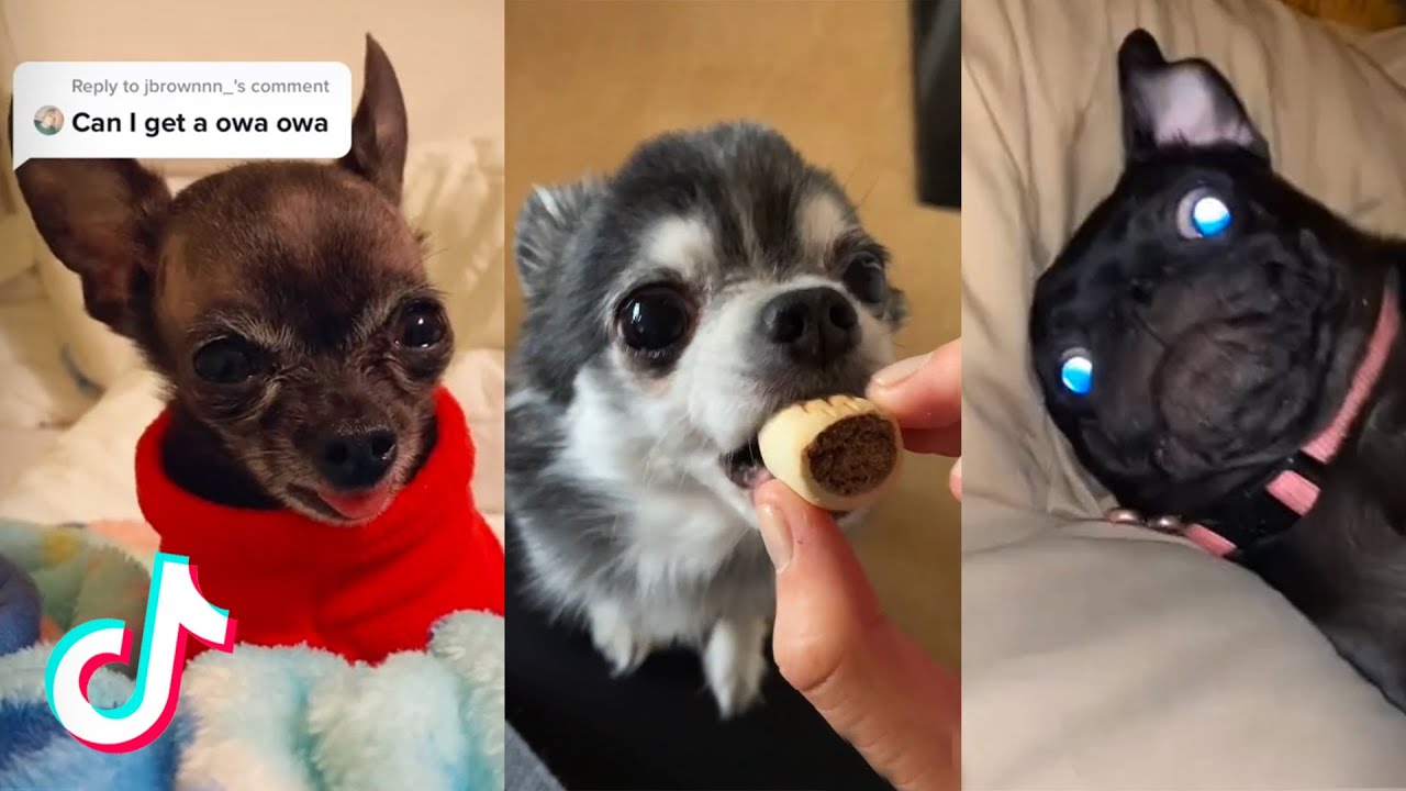 BEST OF “PUDGYWOKE” TIKTOK COMPILATION (OWA OWA DOG & CAT PRANK) YouTube