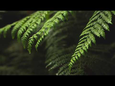 马太福音 13:51-53