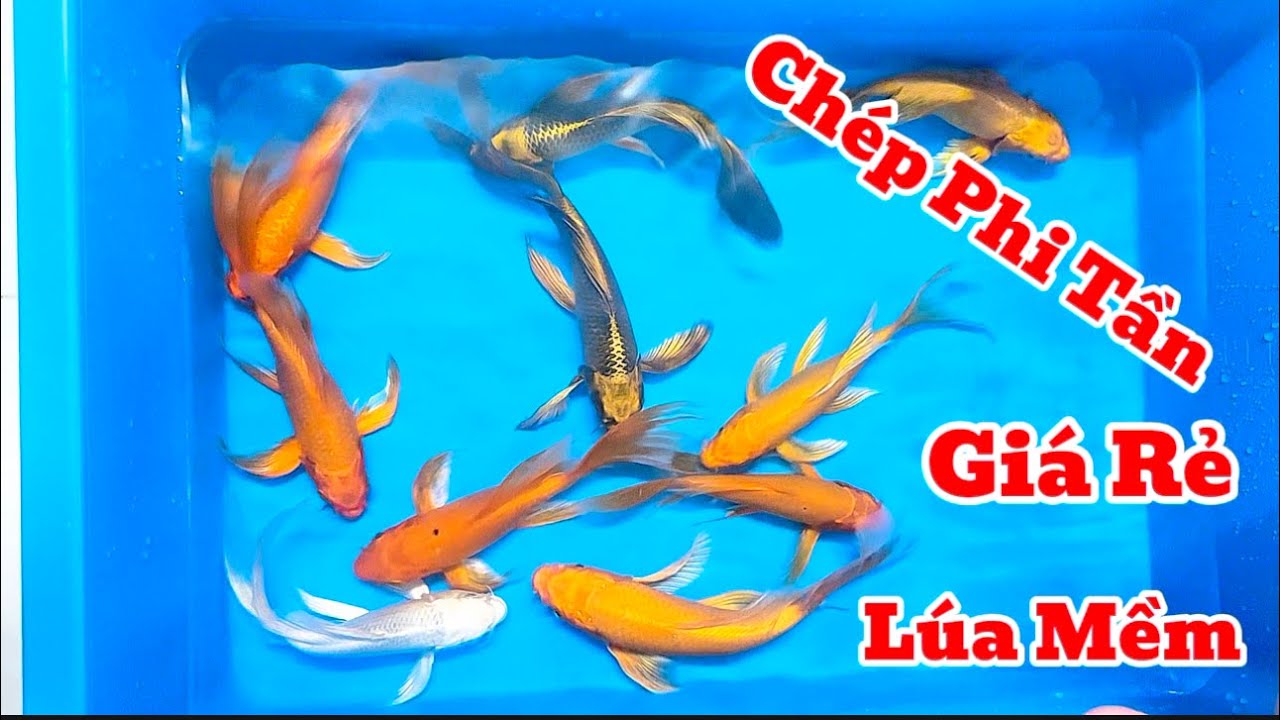 Phi Tần Mini 22cm Giá Rẻ - Chép Phi Tần Giá Học Sinh - Ngon Bổ Rẻ.