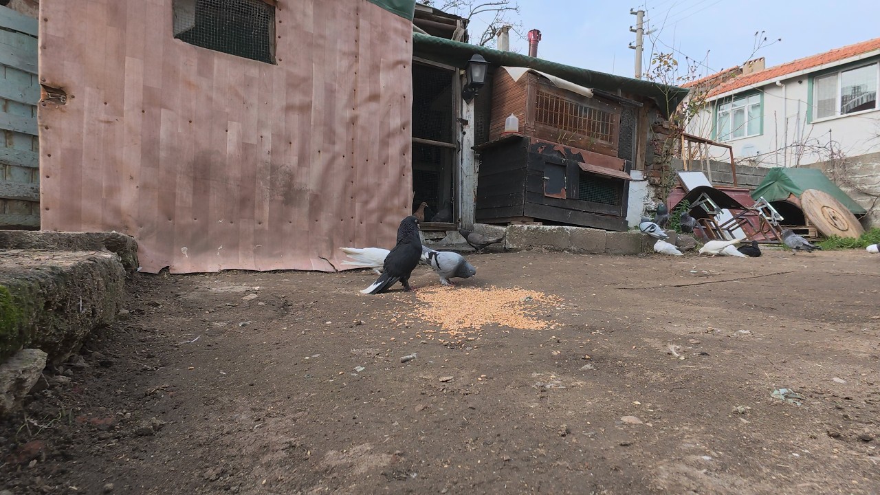Black-Tailed White Male Pigeon Competes for a Blue Female 🕊️ | Pigeon Courtship & Mating Behavior